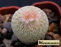 EPITHELANTHA micromeris